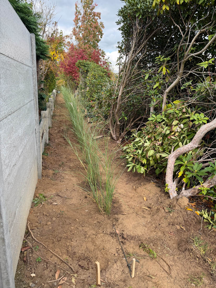 plantation graminées 2